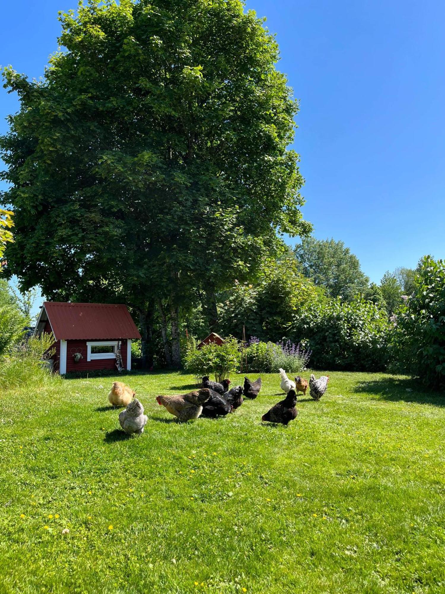 Lavendeltorpet Bed and Breakfast Haggum Exteriör bild